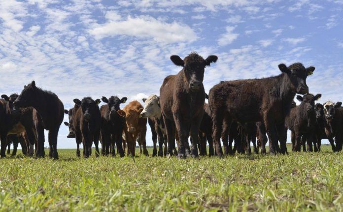 vacas3.jpg