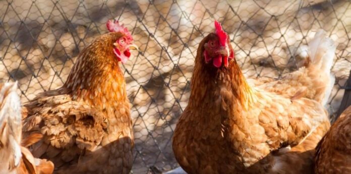 gallinas-e1677198900352.jpg