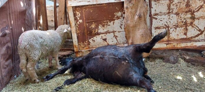 vaca-muerta.jpg