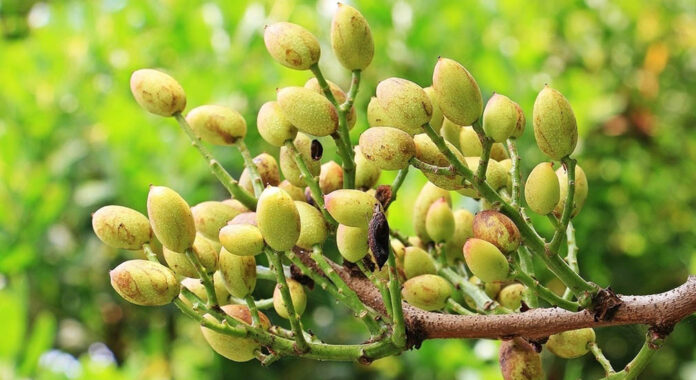 pistacho4.jpg