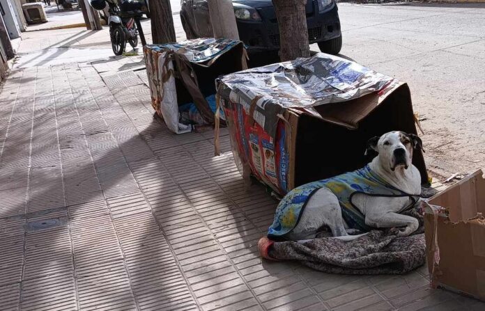perros-calle1-e1688873326729.jpg