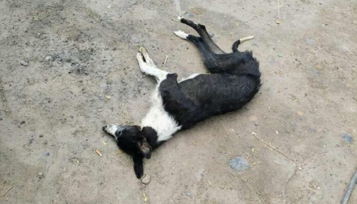 perros-muertos-e1761587232647.jpeg